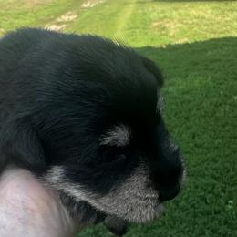 Girl 3 - Black female Miniature Schnauzer puppy in West Point, Nebraska from Canyon Rose Schnauzers