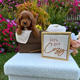 Goldendoodle and Poodle Puppies from D&D Doodles