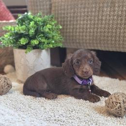 AKC Meet Savannah :) - Black and tan female Dachshund puppy in Centerville, Iowa from Barnyard Dachshunds, Dals & Doodles