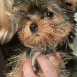 Brooks - Black and tan male Yorkshire Terrier puppy in Stafford, Virginia from Chantailly Lace Yorkies