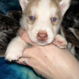 Siberian Husky Puppies from Feazell’s Siberian Huskies