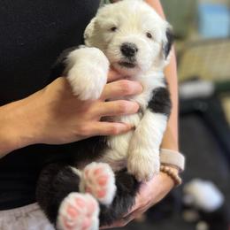Alani - Gray and white female Old English Sheepdog puppy in Bristol, Indiana from Ridgeruns OES