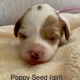 Poppy Seed - Parti female Goldendoodle puppy in Danville, Virginia from Stella’s Stunning Goldendoodles of VA