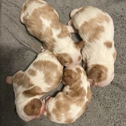 Cavalier King Charles Spaniel puppies from Sophie’s AKC Cavaliers