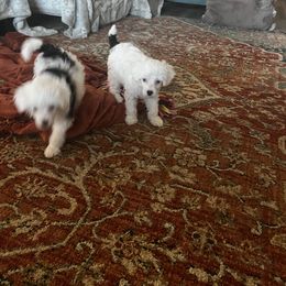 Chinese Crested Puppies from Barely Naked