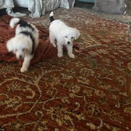 Chinese Crested Puppies from Barely Naked