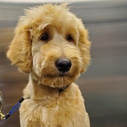 Jill - Goldendoodle