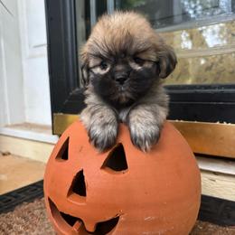 Madison - Golden female Lhasa Apso puppy in Albany, Georgia from Clark's Lhasas
