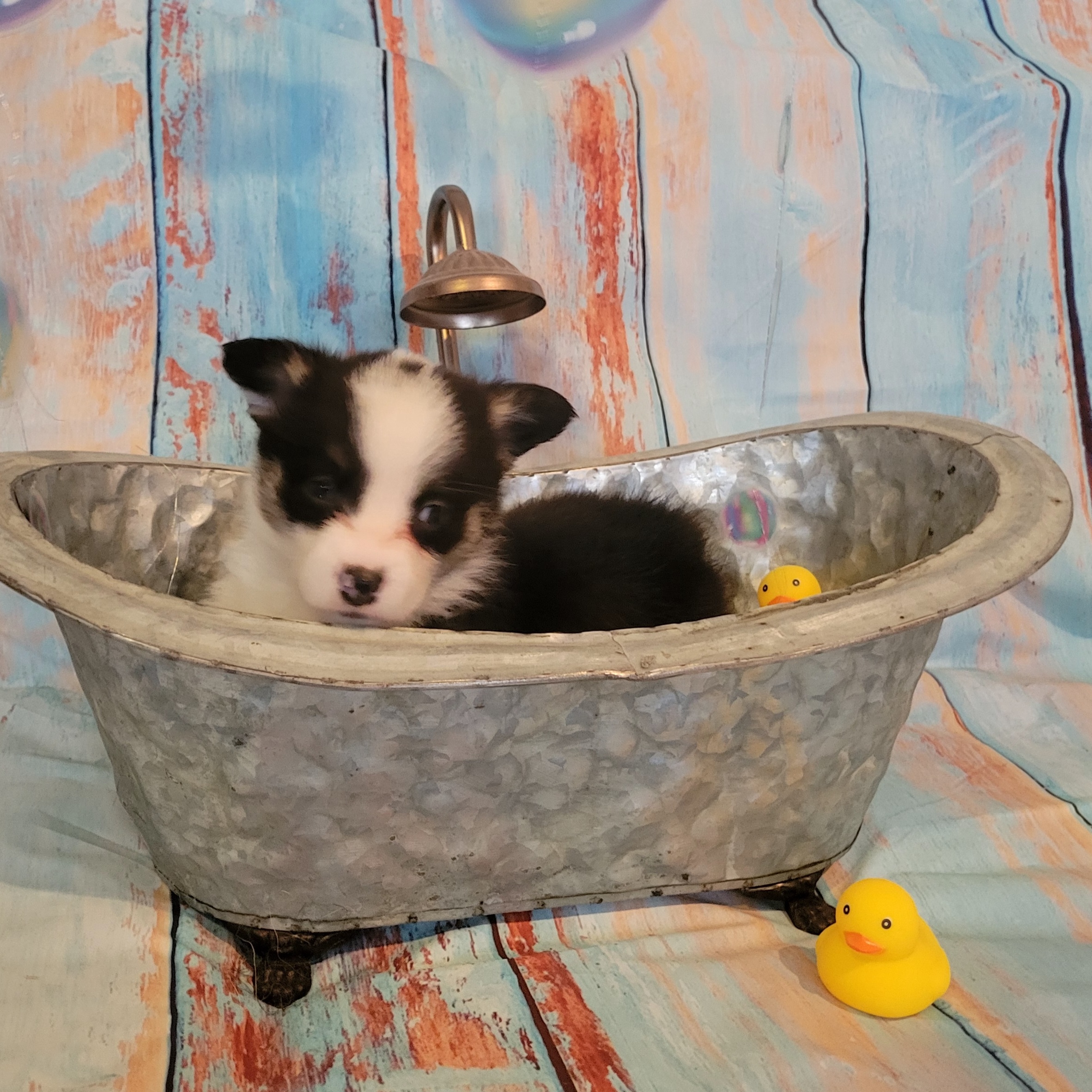 Pembroke Welsh Corgi Puppies from Space City Corgis