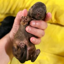 AJ - Cream male Dachshund puppy in Knoxville, Tennessee from East TN Dachshunds
