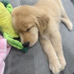 Golden Retriever Puppies from Star Raised Goldens