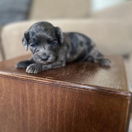 Dixie - Merle female Cavapoo puppy in Strasburg, Pennsylvania from Still Water Puppies
