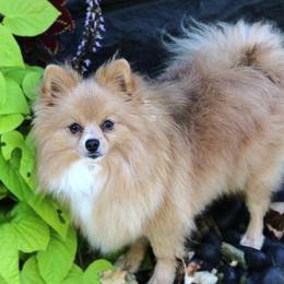 Honey - Pomeranian
