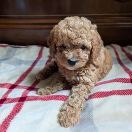 Cassie - Apricot female Goldendoodle puppy in Portage, Michigan from Country Lane Goldendoodles