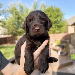 Pika - Chocolate female Goldendoodle puppy in Canyon Lake, Texas from Rebecca Creek Retrievers, LLC