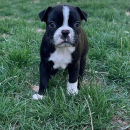 Boston Terrier Puppies from Drew Simmons