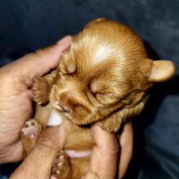 DASH - Chocolate, tan and white male Yorkshire Terrier puppy in Eastpointe, Michigan from TLC Kennels TenderLittleCuties