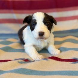 Dolly - Parti female Miniature Schnauzer puppy in Sterling, Idaho from Sterling Schnauzer's