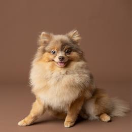 Pip - Pomeranian