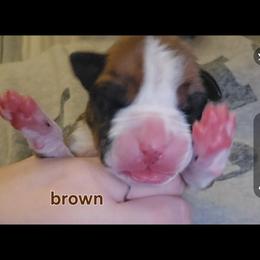 Boy 1 - Fawn male Boxer puppy in Plainville, Connecticut from AKC Boxer Club Plainville and Plank trail boxers