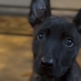 Belgian Malinois and xDutch Shepherds from Ruach Kaizen Malinois