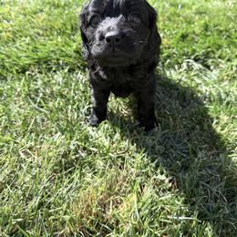 Cockapoo Puppies from M&M Cockapoos