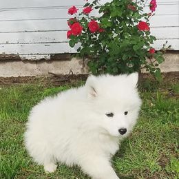Calvin - White Samoyed puppy in Durant, Oklahoma from OrangeLine Samoyeds