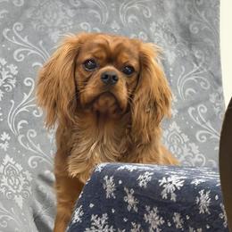Charming Charlie - Ruby male Cavalier King Charles Spaniel puppy in Jersey Shore, Pennsylvania from FairHawk Downs