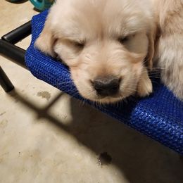 Golden Retriever Puppies from Tamarind Goldens