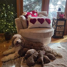 Bernedoodle puppies from 4goldendoodles