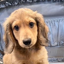 Hamilton - Cream male Dachshund puppy in Anderson, Alabama from Pasek Kennels