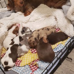 Dachshund Puppies from Ruff Life Dachshunds