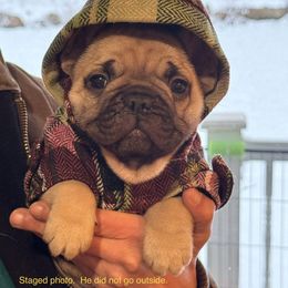 Boy 1 - Fawn male French Bulldog puppy in South Kingstown, Rhode Island from Deolin