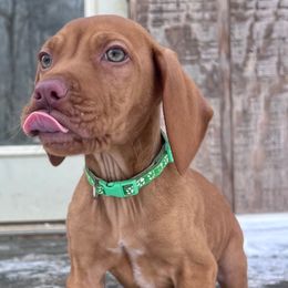 Voyager-green collar - Golden rust male Vizsla puppy in Dugspur, Virginia from Pilgrims Trails Shorthairs