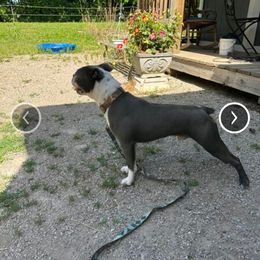 Rocky - Boston Terrier