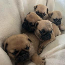 Fawn boy 2 - Fawn male Pug puppy in Norborne, Missouri from Pug Palace