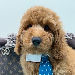 Clifford - Apricot male Goldendoodle puppy in Cooper City, Florida from Jenny La Bone