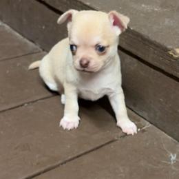 Boy 1 - Chocolate sabled fawn male Chihuahua puppy in Orange, Texas from Tiny Paws from God