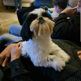 Orea - Black and white female Shih Tzu puppy in North Carolina from WillowCreek Mountain View Shih Tzu