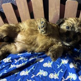 Mermaid - Wheaten female Soft Coated Wheaten Terrier puppy in Gladewater, Texas from Felicias Swheaties