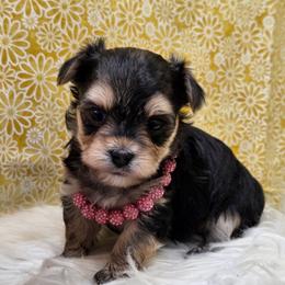 Dolly - Black & tan tri-color female Morkie puppy in Monticello, Iowa from Ashley’s Puppies