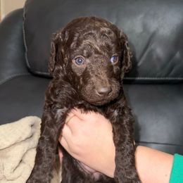 Hot Pink Girl - Red female Aussiedoodle puppy in Scottsboro, Alabama from Murphie and Banks Doodles
