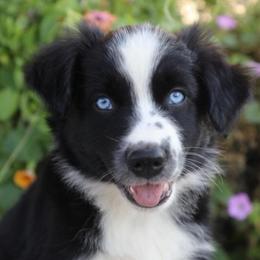 Nile - Black & white male Australian Shepherd puppy in Hillsboro, Ohio from Sugar Grove Farms