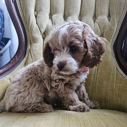 Jolene - Apricot female Australian Labradoodle puppy in Lithia, Florida from Waterford Doodle Farm