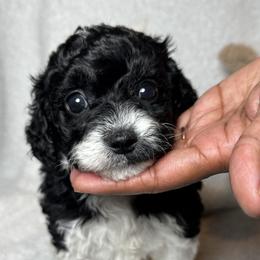 Heirloom - Parti female Goldendoodle puppy in Houston, Texas from Suntini’s Goldendoodles