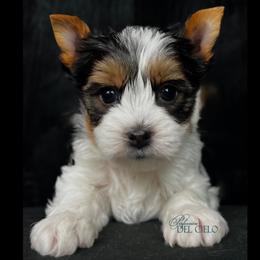 Biewer Terrier Puppies from Perfección Del Cielo Biewer Terriers