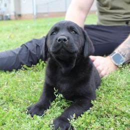 Labrador Retriever Puppies from GFD Kennels