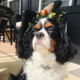 Cavalier King Charles Spaniels from Cavi Love