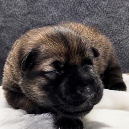 Denali - Black and red female German Shepherd puppy in Yuba City, California from Barton’s German Shepherds