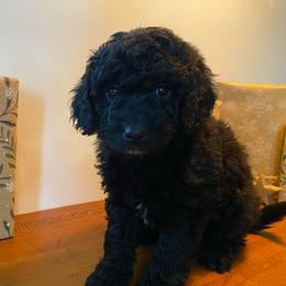 Spruce - Black male Goldendoodle puppy in Eaton, Ohio from Dezi’s Sonshine Doodles